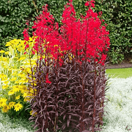 Лобелия блестящая Queen Victoria