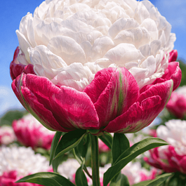 Тюльпан Пионовидный Double Polar