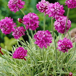 Армерия приморская Nifty Thrifty