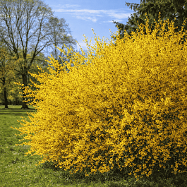 Форзиция промежуточная Courtalyn