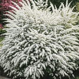 Спирея серая Graciosa