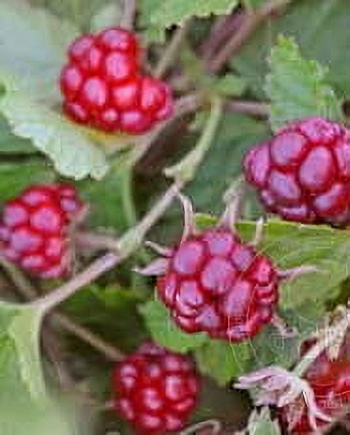 Княженика (Арктическая малина) Тария