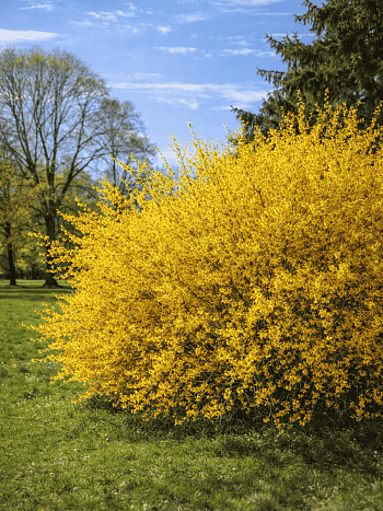 Форзиция промежуточная Courtalyn