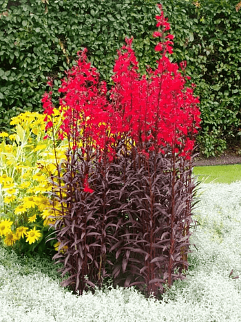 Лобелия блестящая Queen Victoria