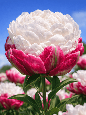 Тюльпан Пионовидный Double Polar