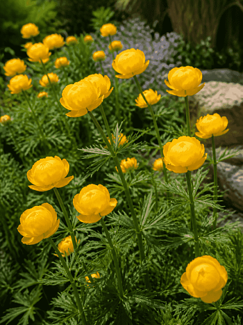 Купальница китайская Golden Queen