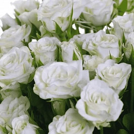 Роза спрей Snow Kiss