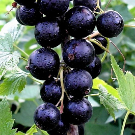 Смородина черная Загляденье