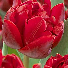 Тюльпан махровый поздний Ред Нова