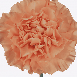 Гвоздика Colores Fina