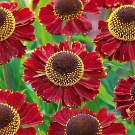 Гелениум осенний Red Jewel