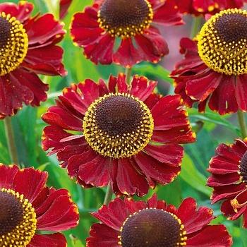 Гелениум осенний Red Jewel