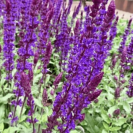 Шалфей дубравный Salvatore Blue