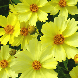 Кореопсис Full Moon