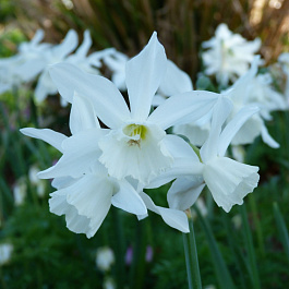 Нарцисс триандрусовый Талия