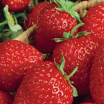 Земляника садовая Индука