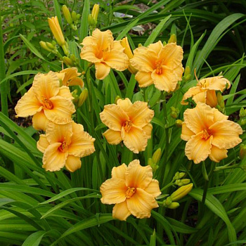 Лилейник гибридный Берти Феррис НАБОР 2ШТ (1+1)