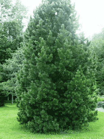 Сосна румелийская