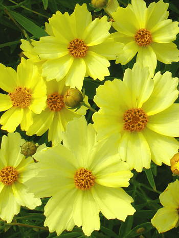 Кореопсис Full Moon