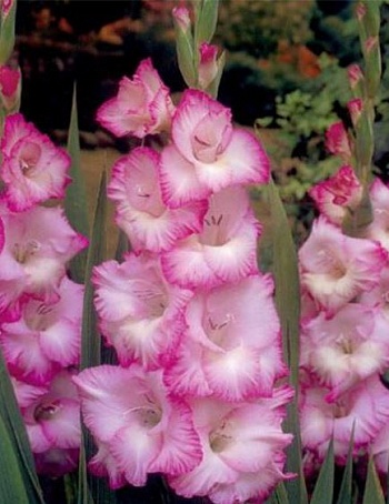 Гладиолус гибридный Beauty of Holland