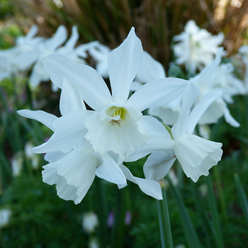 Нарцисс триандрусовый Талия