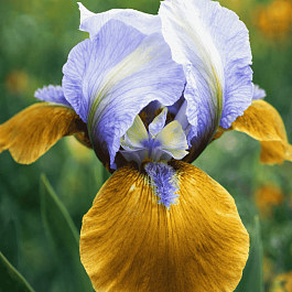 Ирис карликовый Hokus Pokus