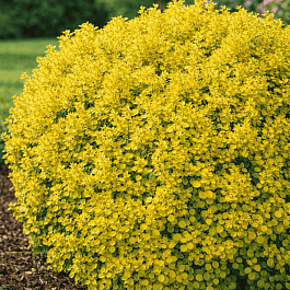 Барбарис Тунберга Golden Nugget