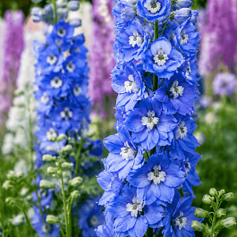 Дельфиниум  культурный M. F. Sky Blue White Bee