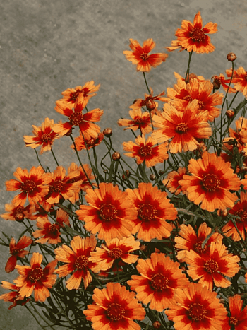 Кореопсис Desert Coral