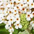Буддлея Давида Little Rockstars White