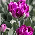 Тюльпан Махровый Alicante