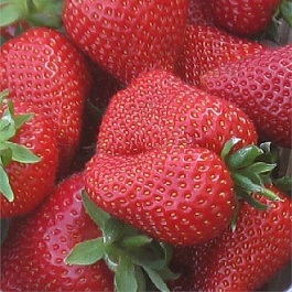 Земляника садовая Сирия