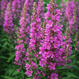 Дербенник иволистный Robin