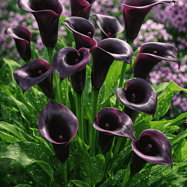 Калла Schwarzwalder