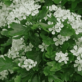 Боярышник однопестичный