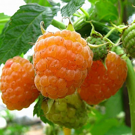 Малина ремонтантная Золотая осень