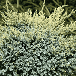 Можжевельник чешуйчатый Dream Joy