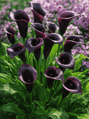 Калла Schwarzwalder