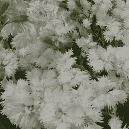 Гвоздика Перистая Albus Plenus