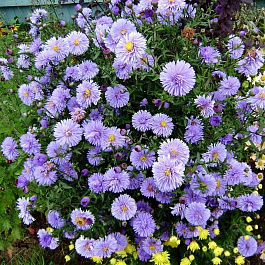 Астра новобельгийская Октоберфест