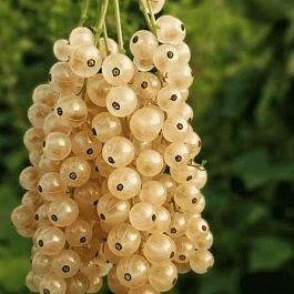 Смородина Blanca