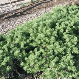 Сосна обыкновенная Hilside Creeper