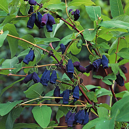 Жимолость съедобная Герда