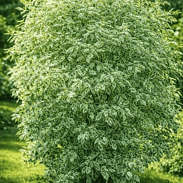 Дерен белый Elegantissima