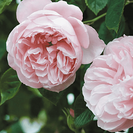 Роза Английская кустовая The Generous Gardener