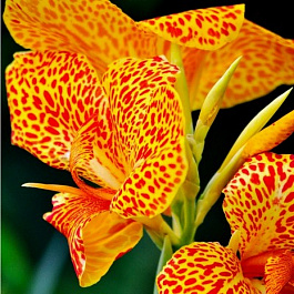 Канна зеленолистная Эн Эвант