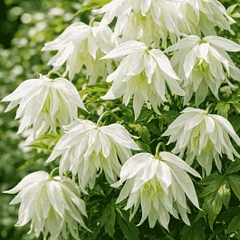 Клематис Albina Plena