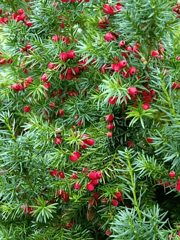 Тис ягодный