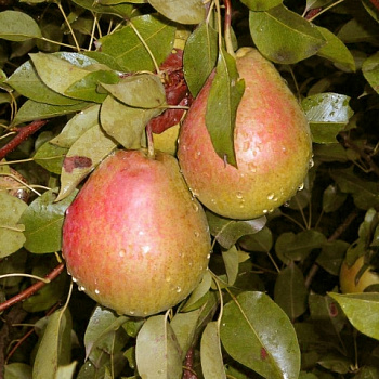 Груша плодовая Россошанская красивая