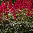 Астильба Арендса Red Charm